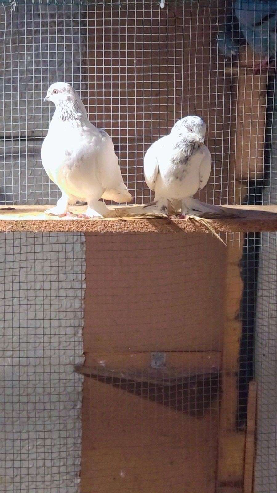 Duiven te koop, Dieren en Toebehoren, Vogels | Overige Vogels, Meerdere dieren