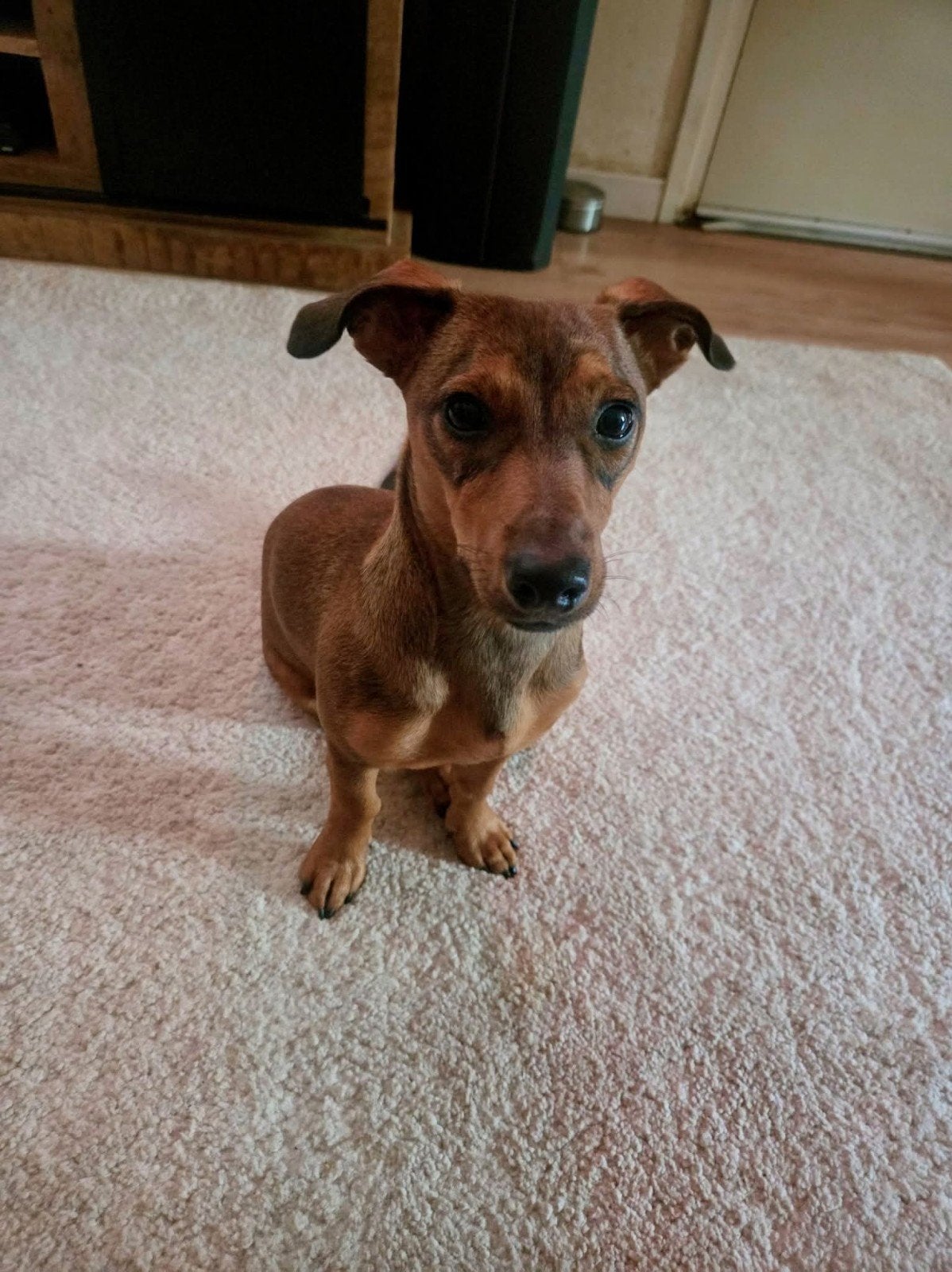 lieve jackrussel pup van 10 maanden, Teef, Eén hond, Nederland, Particulier