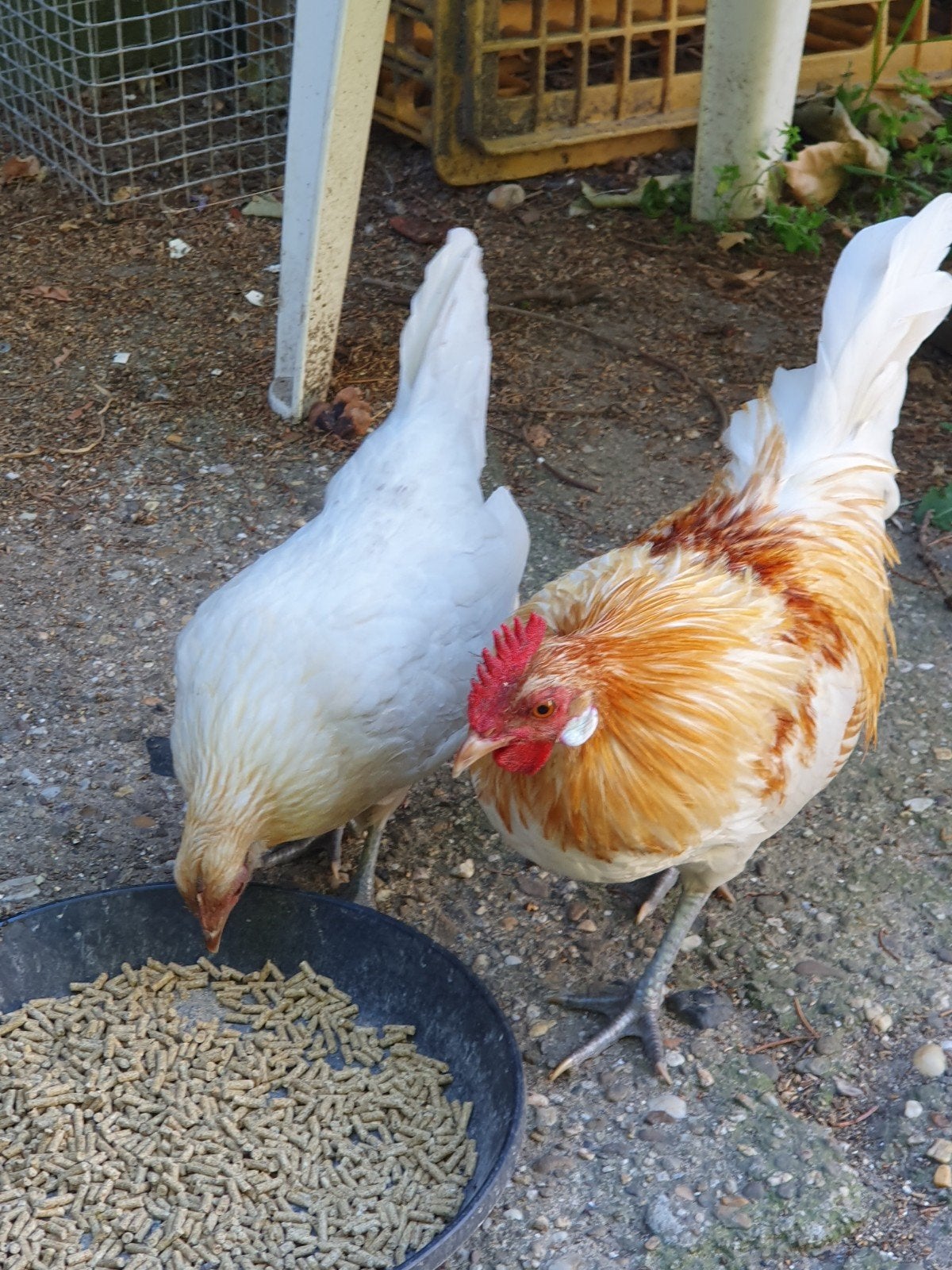 Mooi koppel Hollandse krieltjes, Dieren en Toebehoren, Pluimvee, Meerdere dieren, Kip