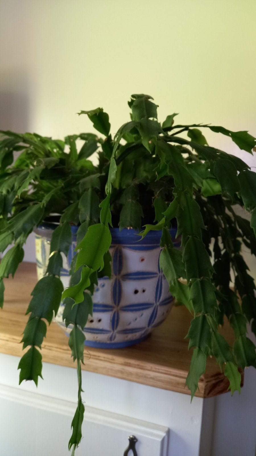 Lidcactus incl retro bloempot, Ophalen, Cactus, Halfschaduw, Minder dan 100 cm