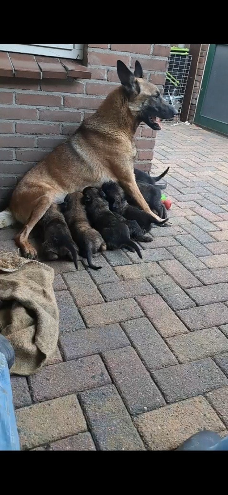 Super mooie mechelse x Hollandse herder pups uit toplijnen, Parvo, 8 tot 15 weken, Meerdere, Meerdere dieren