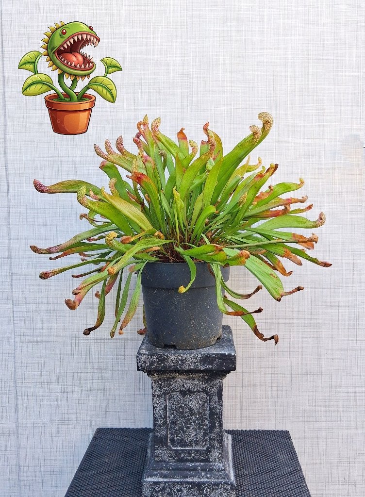 1 Vleesetende Plant Sarracenia Scarlet Belle, Tuin en Terras, Overige soorten, Volle zon, Vaste plant, Ophalen of Verzenden
