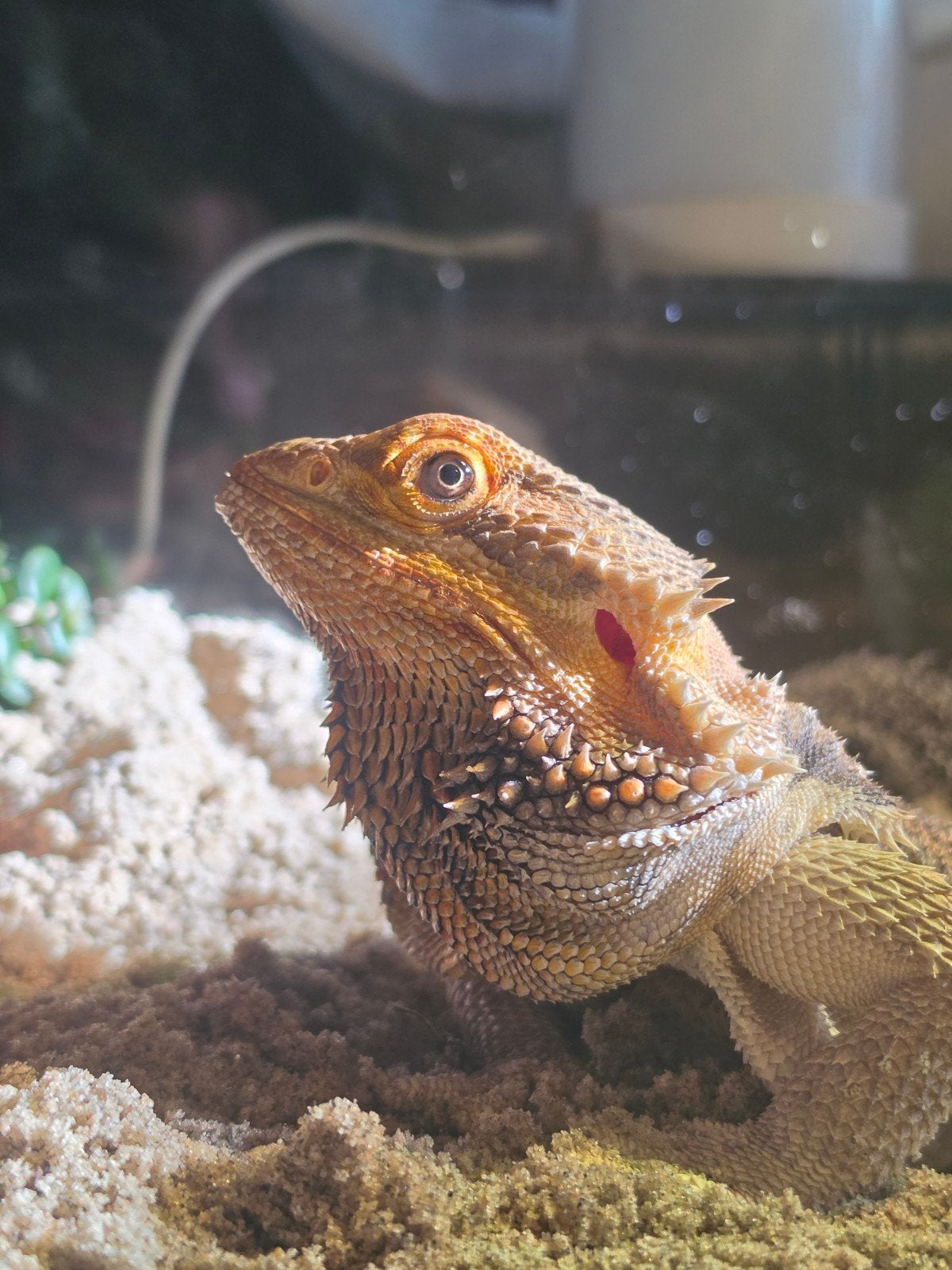 Gezocht terrarium, Ophalen, Terrarium of Paludarium