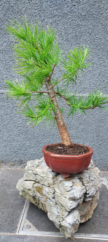 Bonsai boompjes, Tuin en Terras, In pot, Bloeit niet, Halfschaduw, Minder dan 100 cm