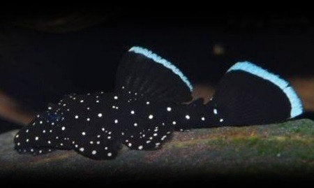 Aangeboden L 181, 3-4 cm, Dieren en Toebehoren, Vissen | Aquariumvissen, Vis, Zoetwatervis