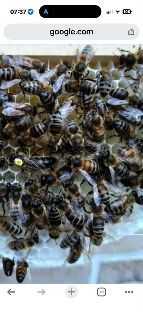 Carnica bijen volken op langstroth gezocht!, Bijen