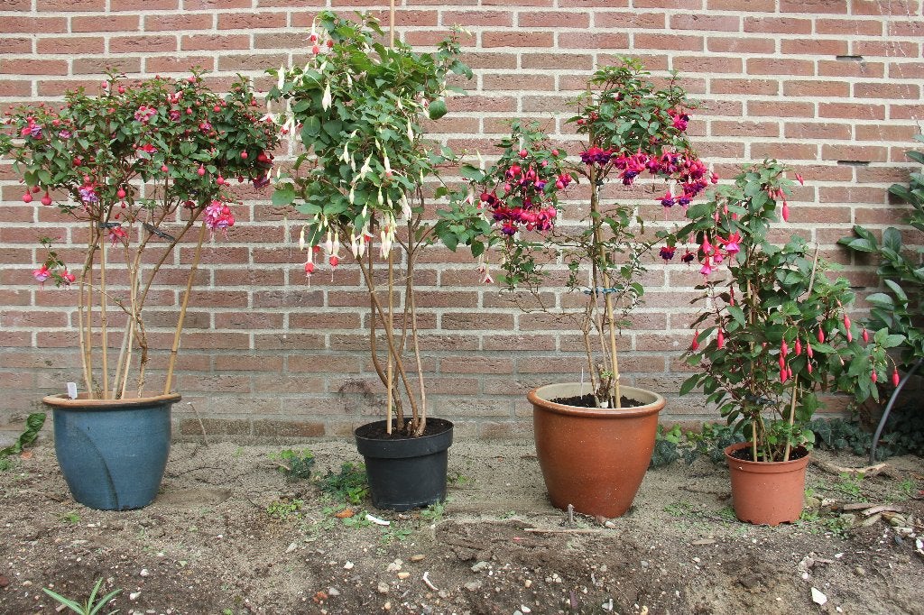 Vier prachtige fuchia's, Tuin en Terras, Vaste plant, Halfschaduw, Zomer, Ophalen