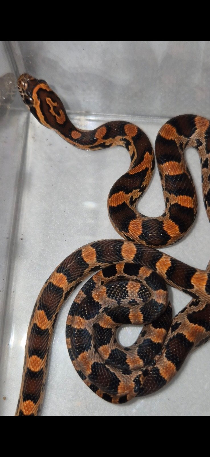 0.0.4 Pantherophis guttatus Okeetee Corn Snake - female for sale from Nikita