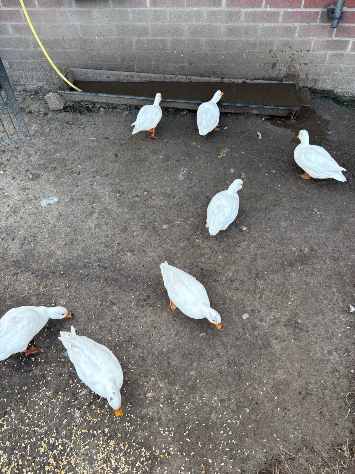Witte kwakers, Dieren en Toebehoren, Meerdere dieren