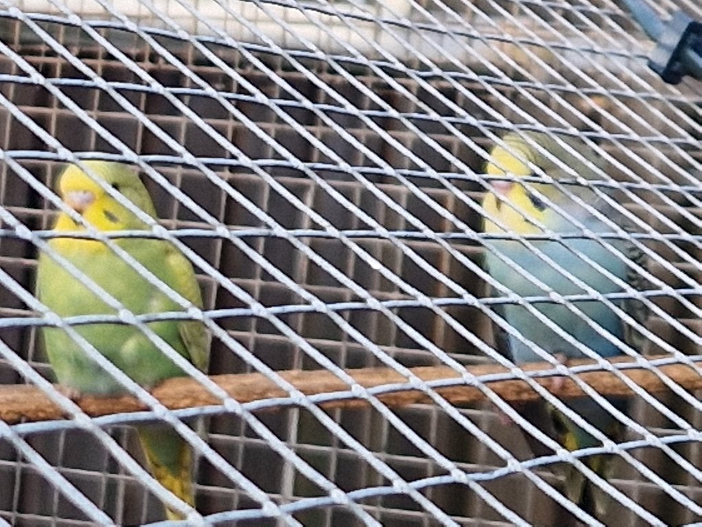 2 Jonge grasparkieten natuurbroed in buiten voilere + meer., Dieren en Toebehoren, Meerdere dieren, Parkiet