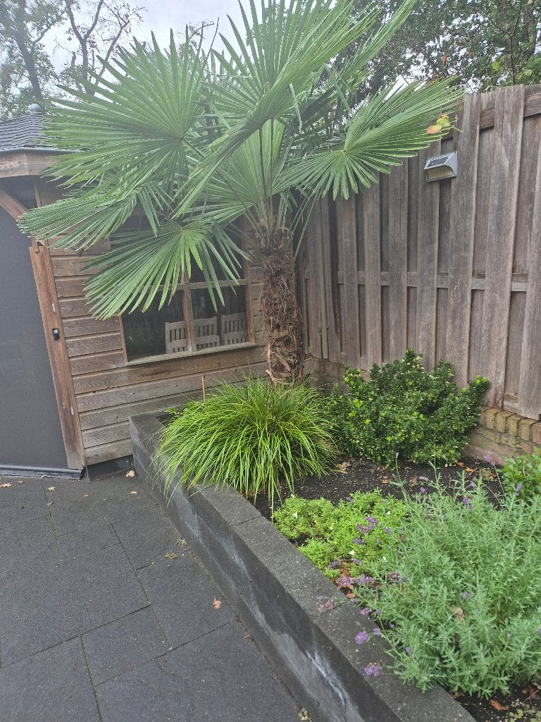 Mooie palmboom, Volle zon, Ophalen of Verzenden, 100 tot 250 cm, Zomer