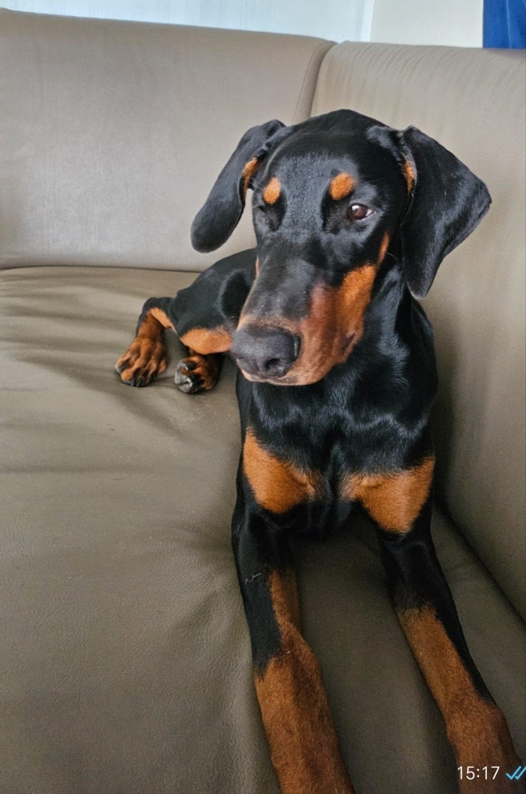Gesteriliseerd Dobermann teefje, FCI, zoekt haar droom thuis, Particulier, 15 weken tot 1 jaar, Overige rassen, Buitenland