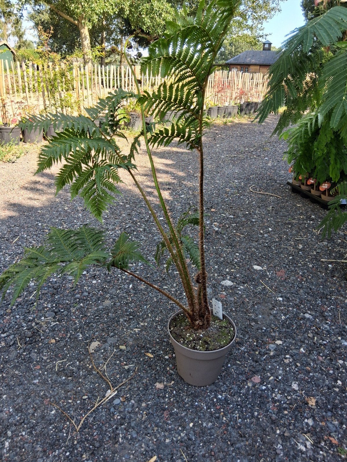 Boomvaren cyathea, Ophalen, Volle zon, Overige soorten, Minder dan 100 cm