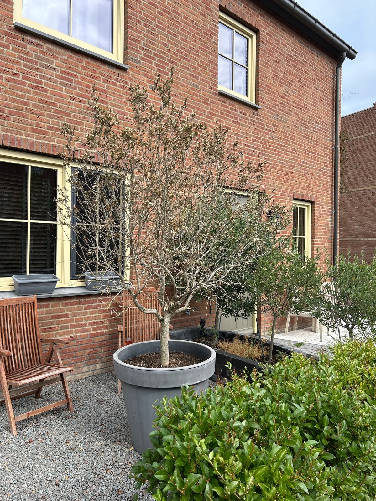 Grote Olijfboom in Pot - Mediterrane Sfeer voor uw Tuin, Volle zon, Vaste plant, Bloeit niet, Ophalen