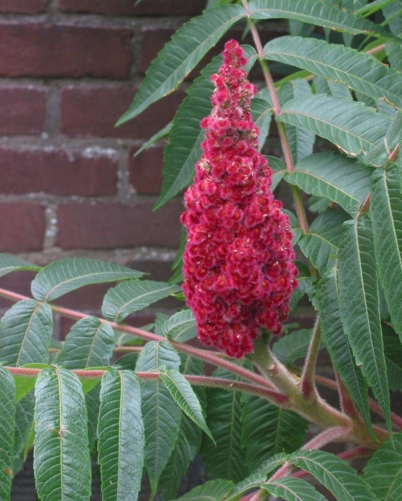 Fluweelboom, Azijnboom 100-250 cm, Tuin en Terras, Overige soorten, 100 tot 250 cm, Zomer, Ophalen