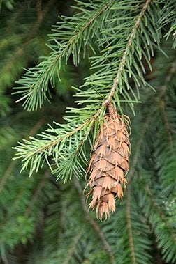 Pseudotsuga menziesii, Douglas spar, paardvriendelijk, Ophalen of Verzenden, Volle zon, Overige soorten, Minder dan 100 cm