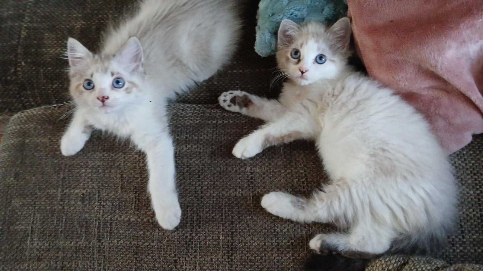 Drie Ragdoll kittens, Meerdere dieren, Ingeënt