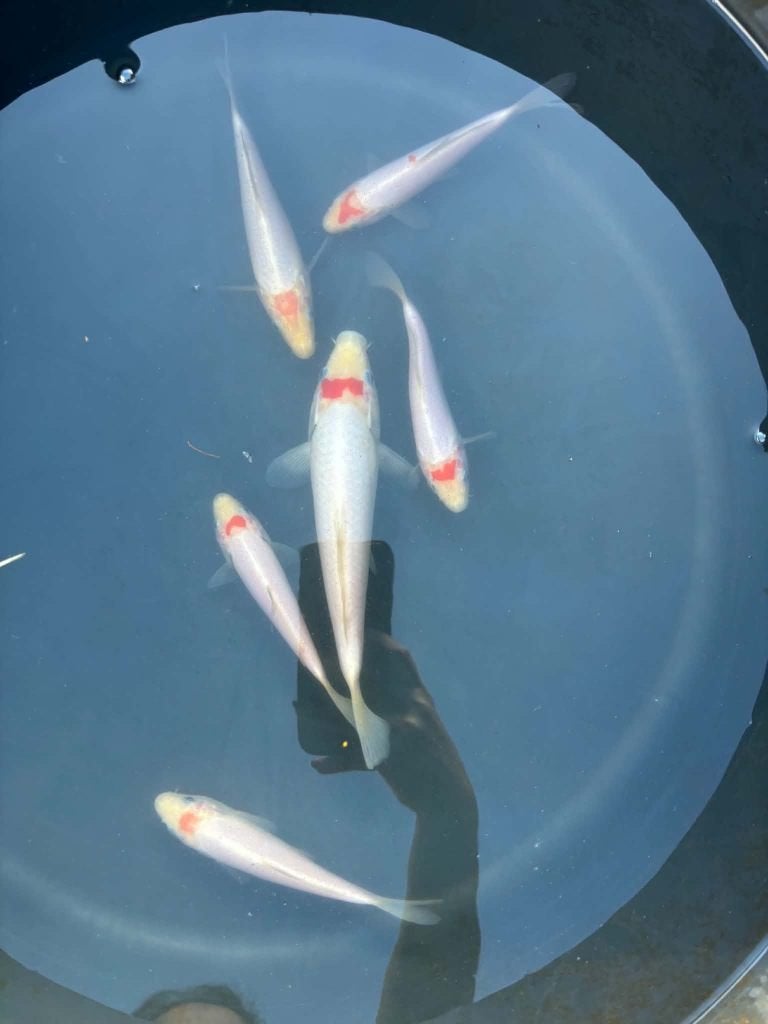 6x Tancho – Eigen Kweek, Dieren en Toebehoren, Karper of Koi