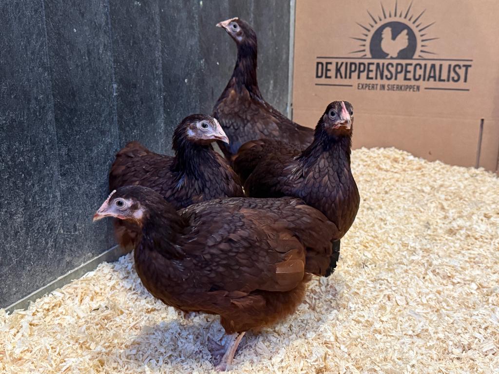 Jonge tamme Rhode Island Red kriel kippen gesekst & ingeënt, Vrouwelijk, Kip