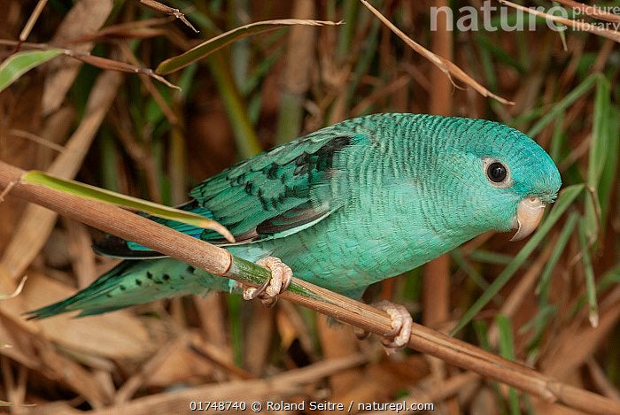 Gezocht Catharina parkiet man, Dieren en Toebehoren, Vogels | Parkieten en Papegaaien, Mannelijk, Parkiet
