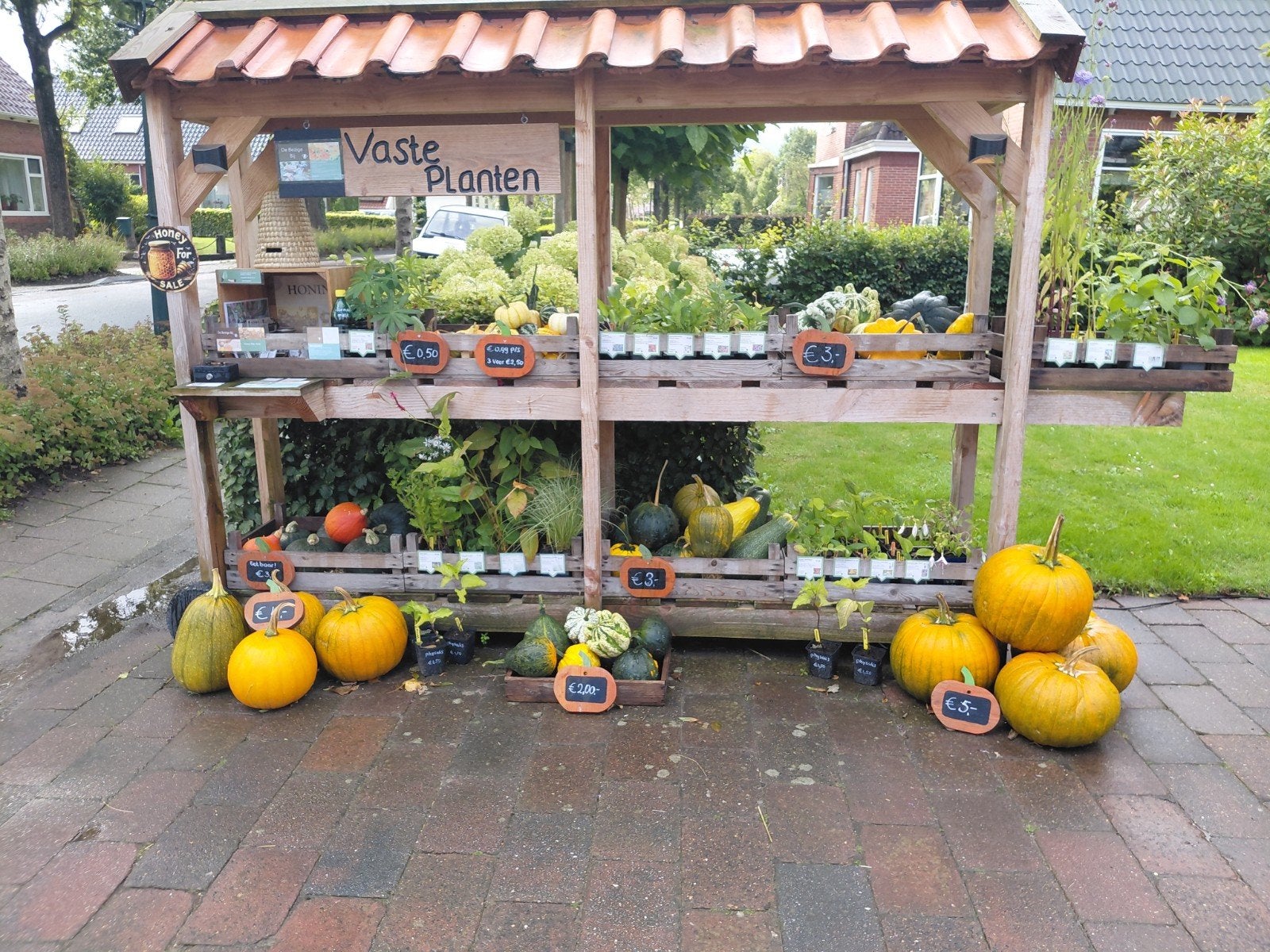 pompoenen & kalebassen, Tuin en Terras, Ophalen of Verzenden, Overige soorten, Volle zon