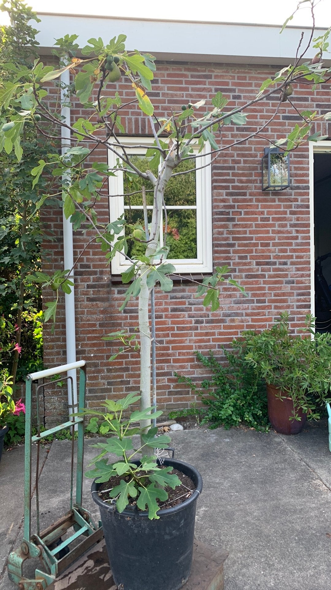 Te Koop grote Vijgenboom, Tuin en Terras, Planten | Bomen, Bloeit niet, 100 tot 250 cm, Volle zon, In pot