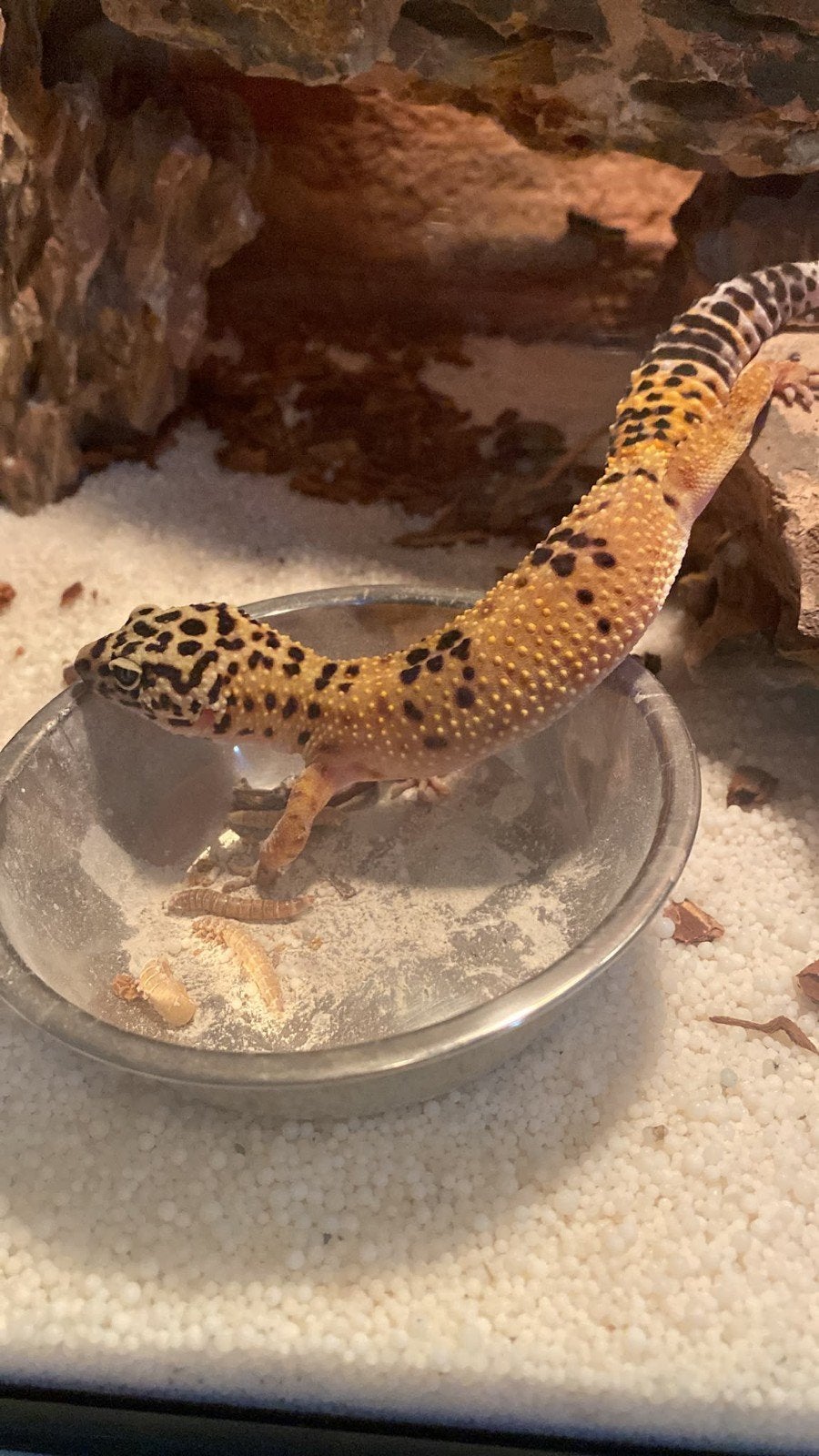 Luipaardgekko Leopard Gecko - male for sale from Daniëlle