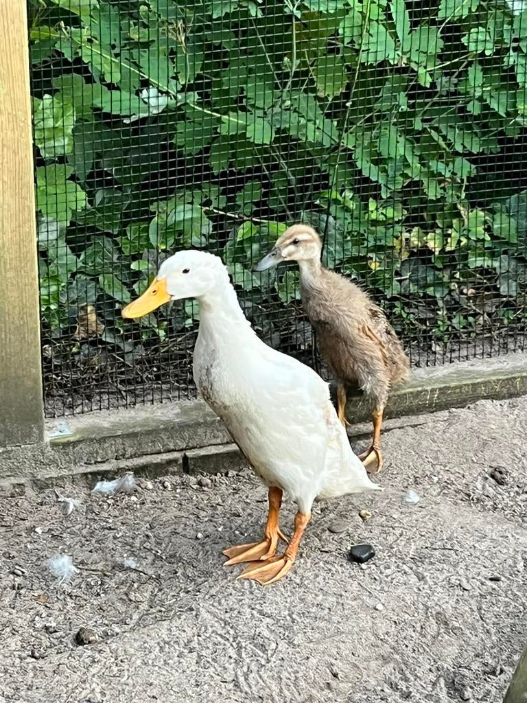 Witte loopeend woerd, Dieren en Toebehoren, Mannelijk, Eend