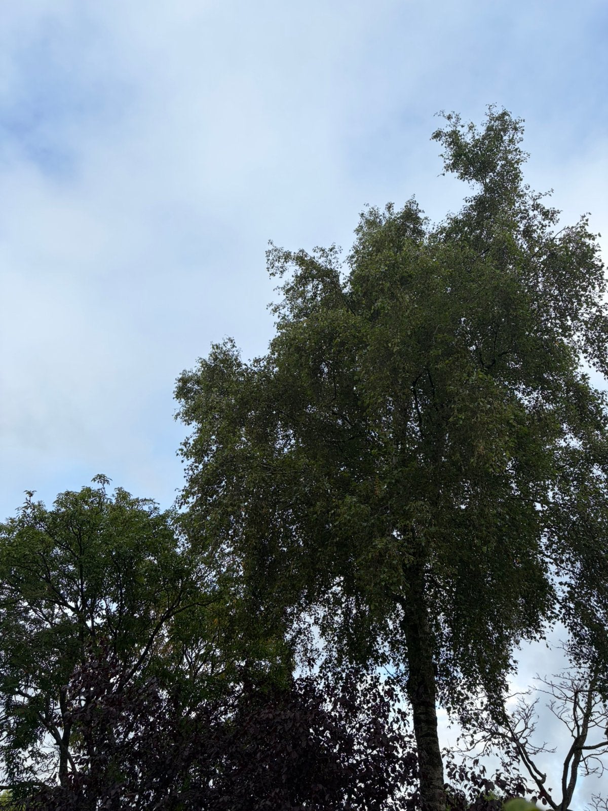 Gratis bomen kappen/snoeien, Tuin en Terras, Ophalen, Volle zon, Overige soorten