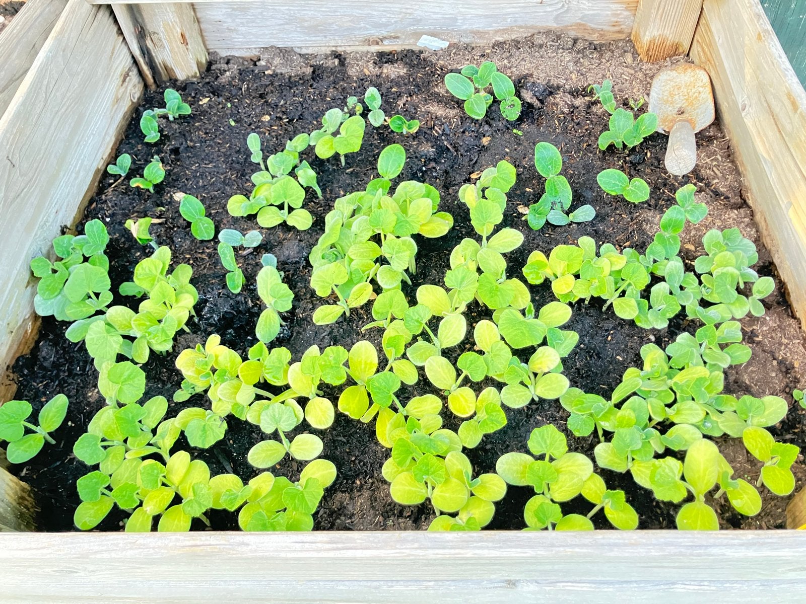 Gratis Flespompoen en Pompoen Plantjes, Tuin en Terras, Planten | Tuinplanten, Ophalen, Volle zon, Groenteplanten, Eenjarig