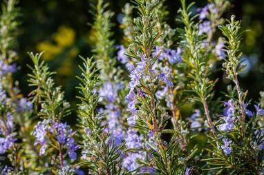 Te koop: rozemarijn stekken, Tuin en Terras, Planten | Tuinplanten, Ophalen, Vaste plant, Kruiden, Volle zon