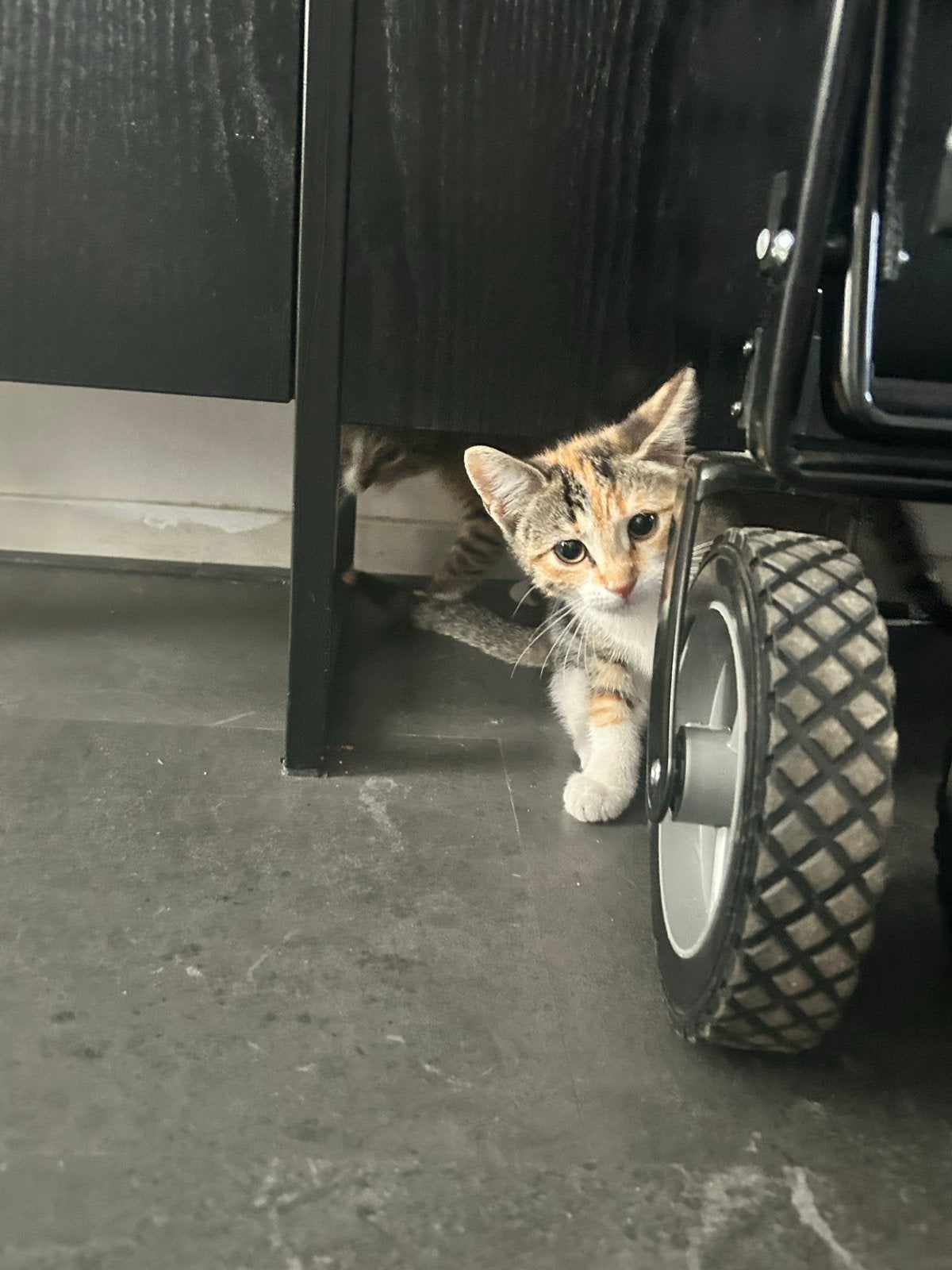 Kittens te koop – 2 poesjes en 1 zwart katertje (12 weken), Meerdere dieren