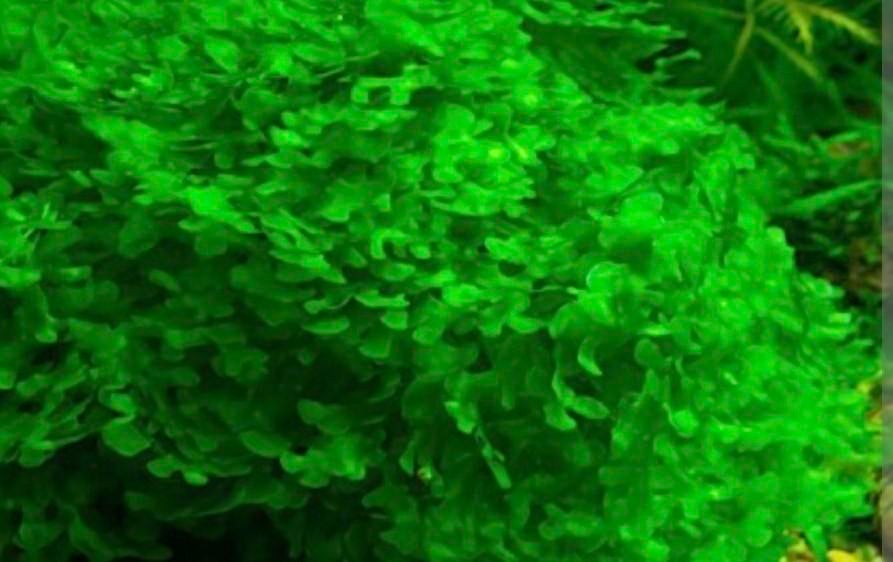 Gevraagd levermos in de buurt van Delft, Dieren en Toebehoren, Vissen | Aquaria en Toebehoren, Ophalen, Plant(en), Steen of Hout