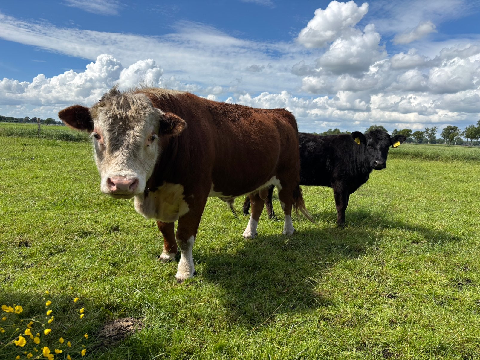 Prachtige Mini Hereford stamboekstier, evt. met koe te koop, Mannelijk, 3 tot 6 jaar
