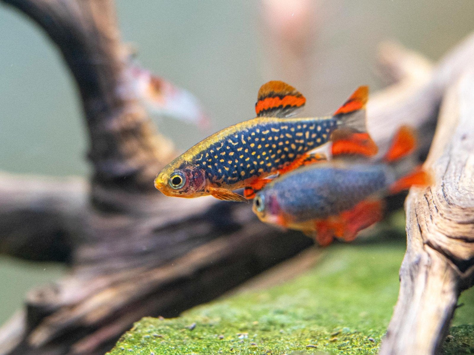 Jonge Galaxy Rasbora, Pareldanio, Danio margaritatus, Dieren en Toebehoren, Vis, Zoetwatervis, Schoolvis