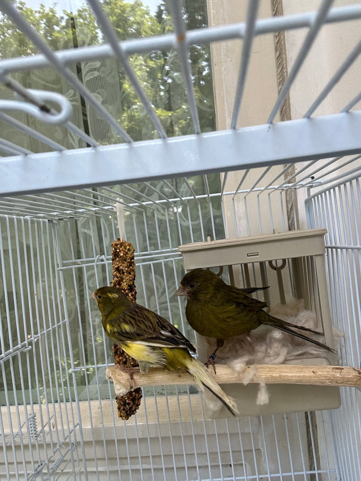 Kanarie, Dieren en Toebehoren, Vogels | Overige Vogels, Meerdere dieren