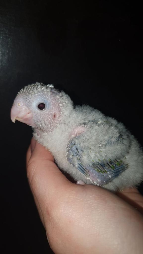 Pyrrhura pineapple/molinae jongen te reserveren/in aankomst., Dieren en Toebehoren, Vogels | Parkieten en Papegaaien, Meerdere dieren