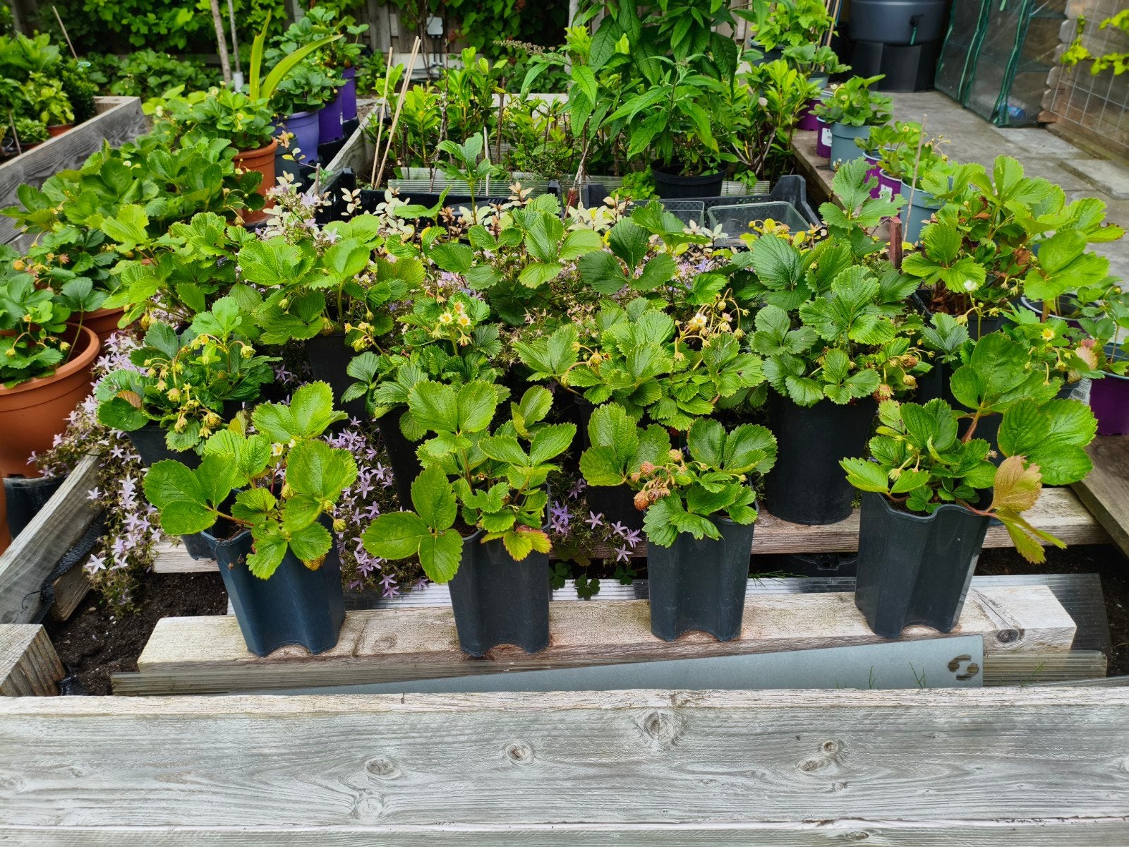 Vijgenplant - Ficus carica, Ophalen, Volle zon, Vaste plant, Zomer