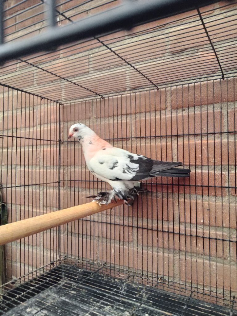 Sierduiven, Dieren en Toebehoren, Meerdere dieren, Overige soorten