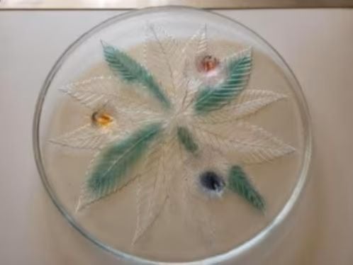 Taart schaal, Ophalen of Verzenden, Overige stijlen, Glas, Schaal of Schalen