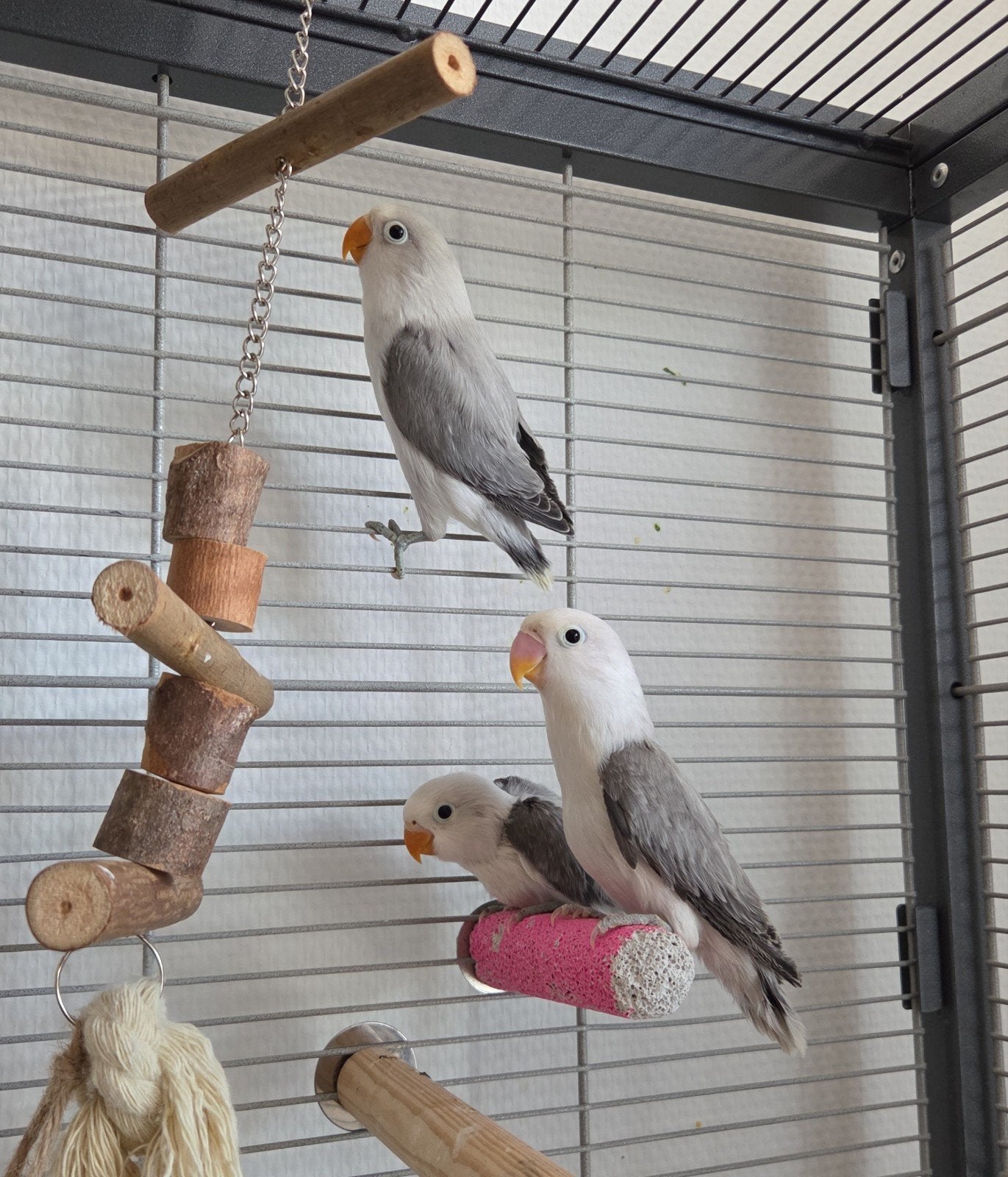 Agapornis fischeri, Meerdere dieren, Dwergpapegaai of Agapornis, Geringd