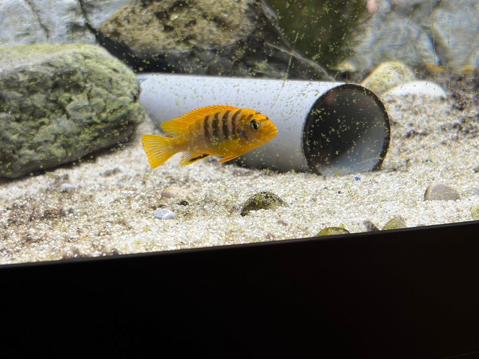 Te koop div tanganyika cichlide malawi en botia’s, Dieren en Toebehoren, Vissen | Aquariumvissen, Vis