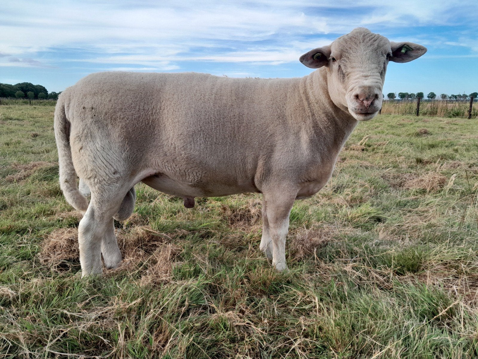 Nolana dekram, Dieren en Toebehoren, Mannelijk, Schaap