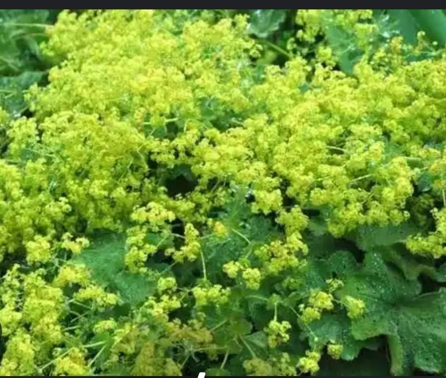 Vrouwenmantel, Alchemilla. 20 plantjes, Tuin en Terras, Ophalen