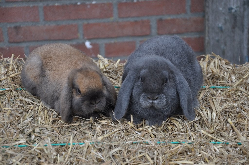 Koppel jonge NHD konijnen gecastreerde ram + voedster, Dieren en Toebehoren, Konijnen, Meerdere dieren, Dwerg, Hangoor, 0 tot 2 jaar