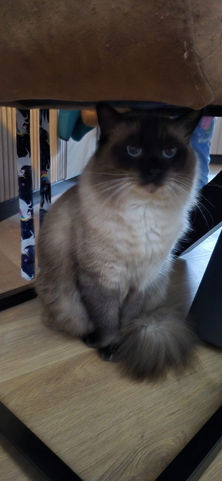 1.5 jarige ragdoll zoekt een nieuw huisje, Kater, Gechipt, 0 tot 2 jaar