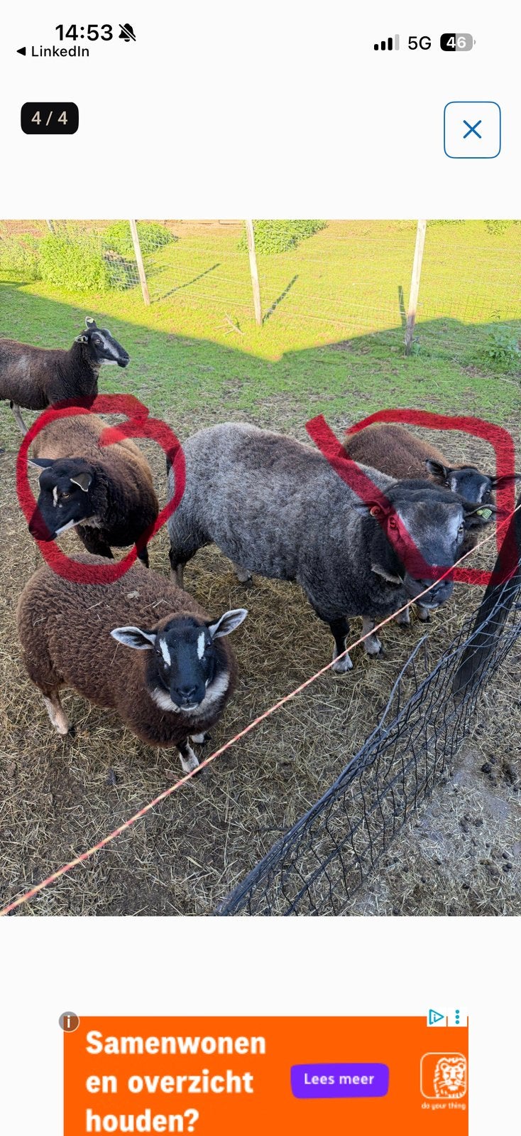 Dassenkop ooien, Vrouwelijk, Schaap
