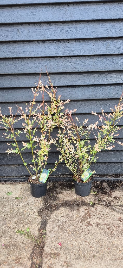salix integra hakuro nishiki, Ophalen, Overige soorten, Struik, 100 tot 250 cm