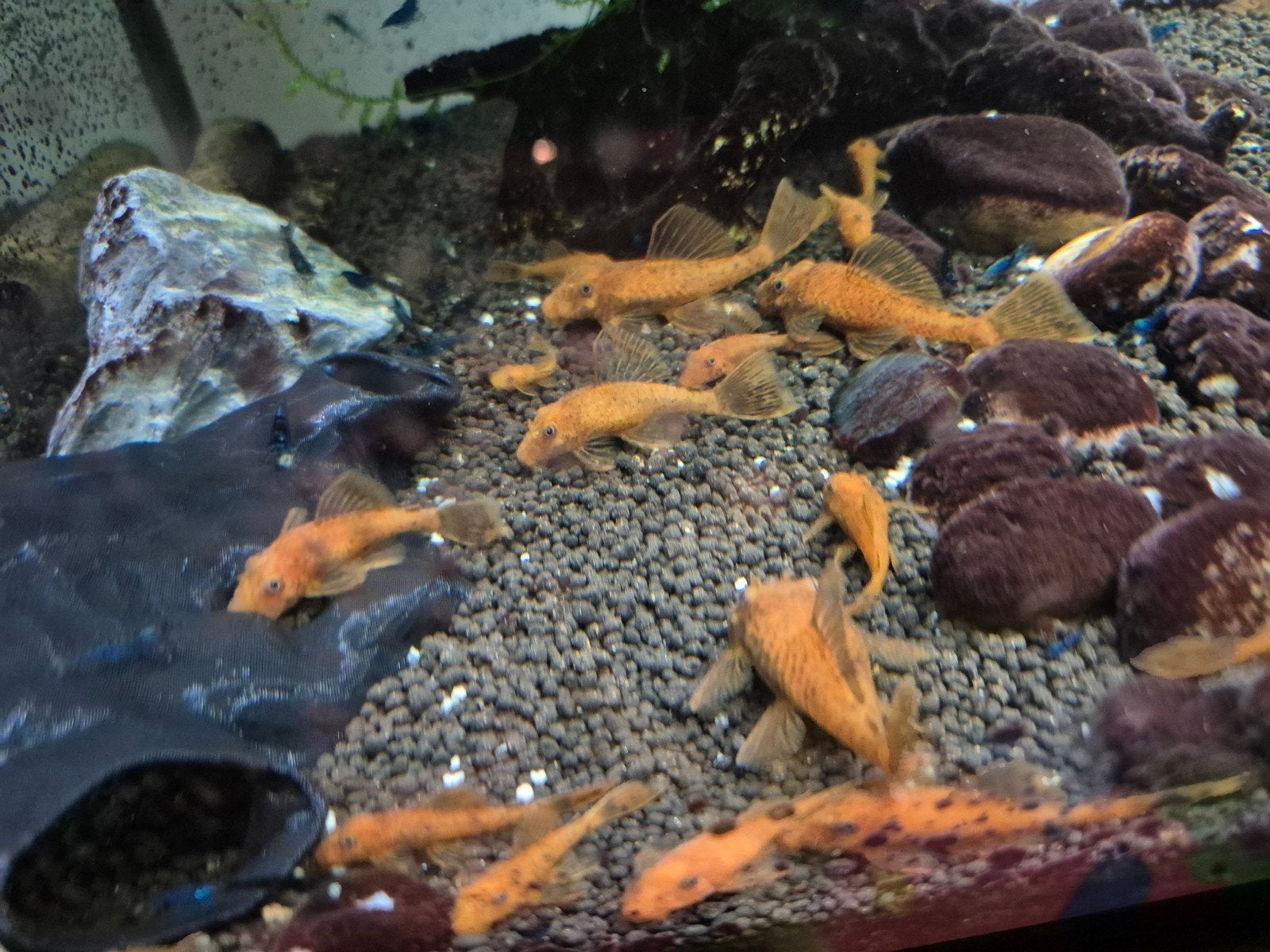 Ancistrus red, Dieren en Toebehoren, Vis