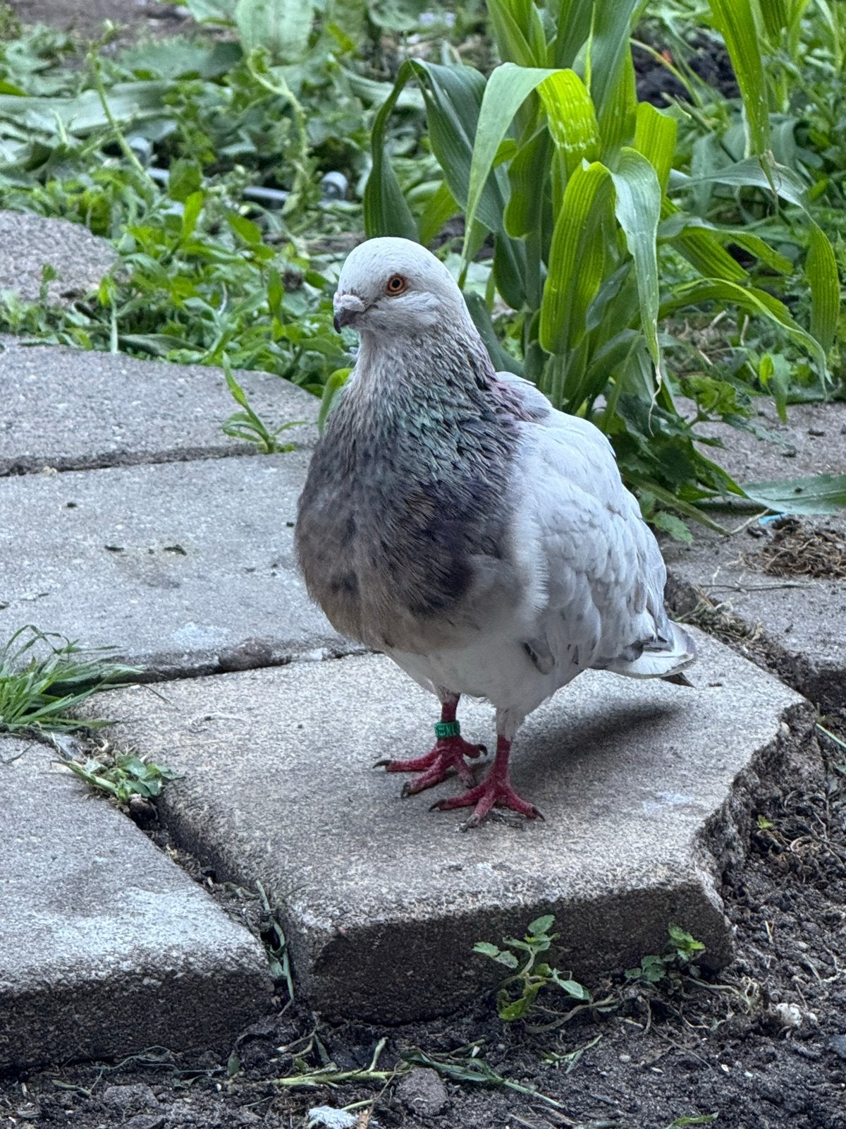 Canaria doffer, Dieren en Toebehoren, Vogels | Duiven, Mannelijk, Kropper